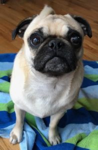 Eloise - Colorado Pug Rescue